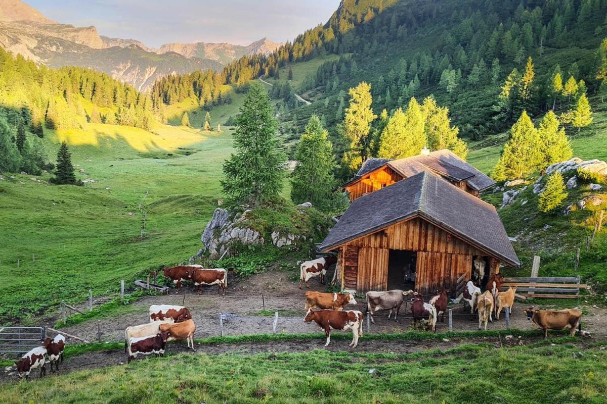 Pension Walchauhof Flachau Exteriér fotografie